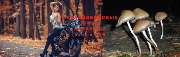прущие крисы Мегион