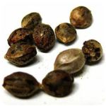 Семена марихуаны АК-47  (Seeds AK-47) в Татарске
